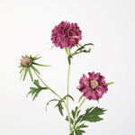 -- C&G - Diamond Scabiosa Spray 72cm paars/rose