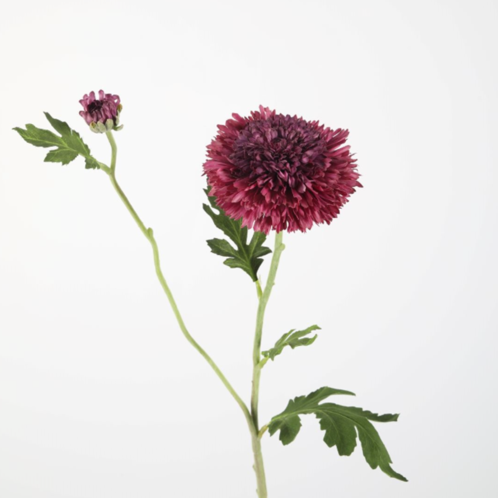 -- C&G - Mum Spray 71cm donkerpaars