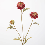 -- C&G - Aster Stem 70cm rood/roze