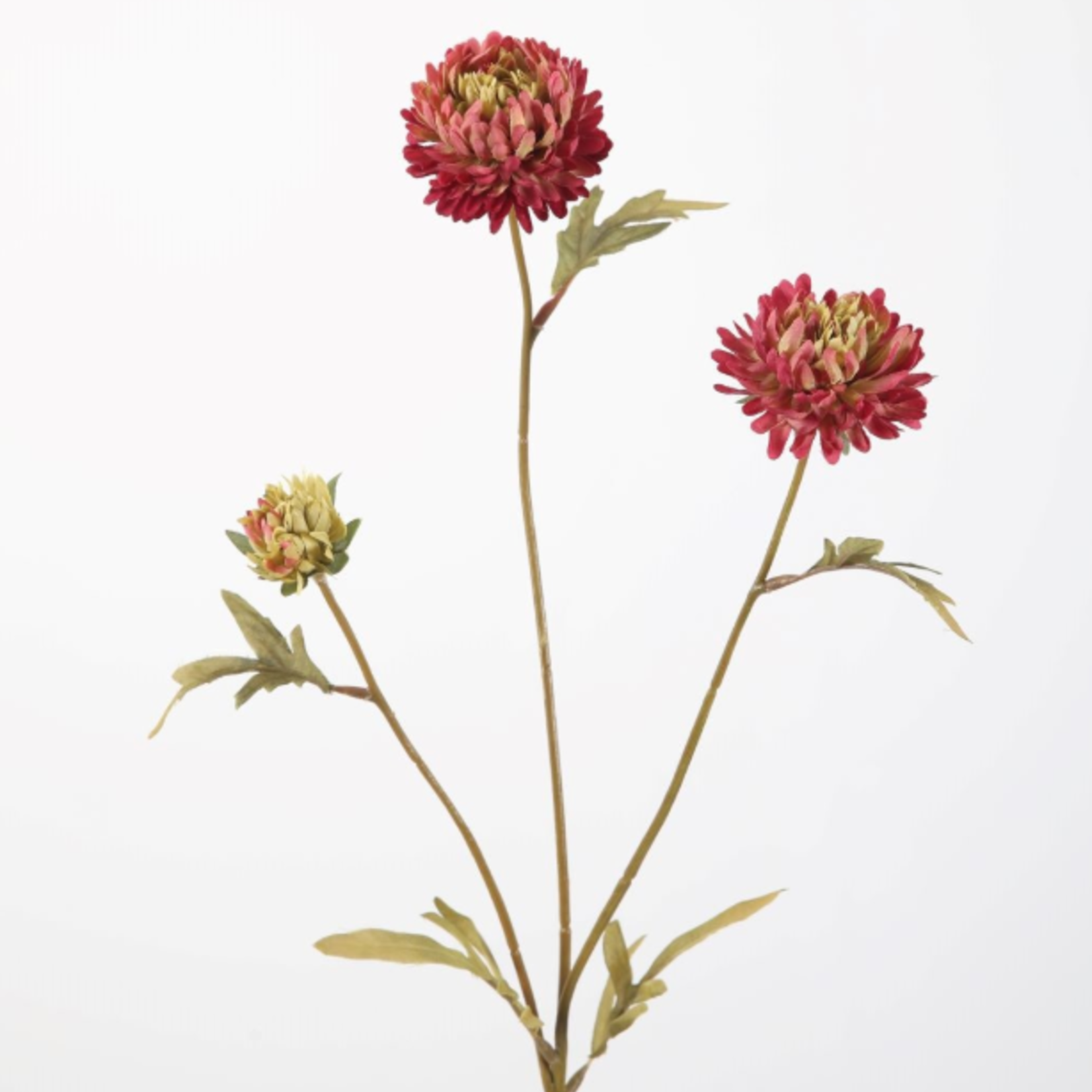 -- C&G - Aster Stem 70cmrood/roze