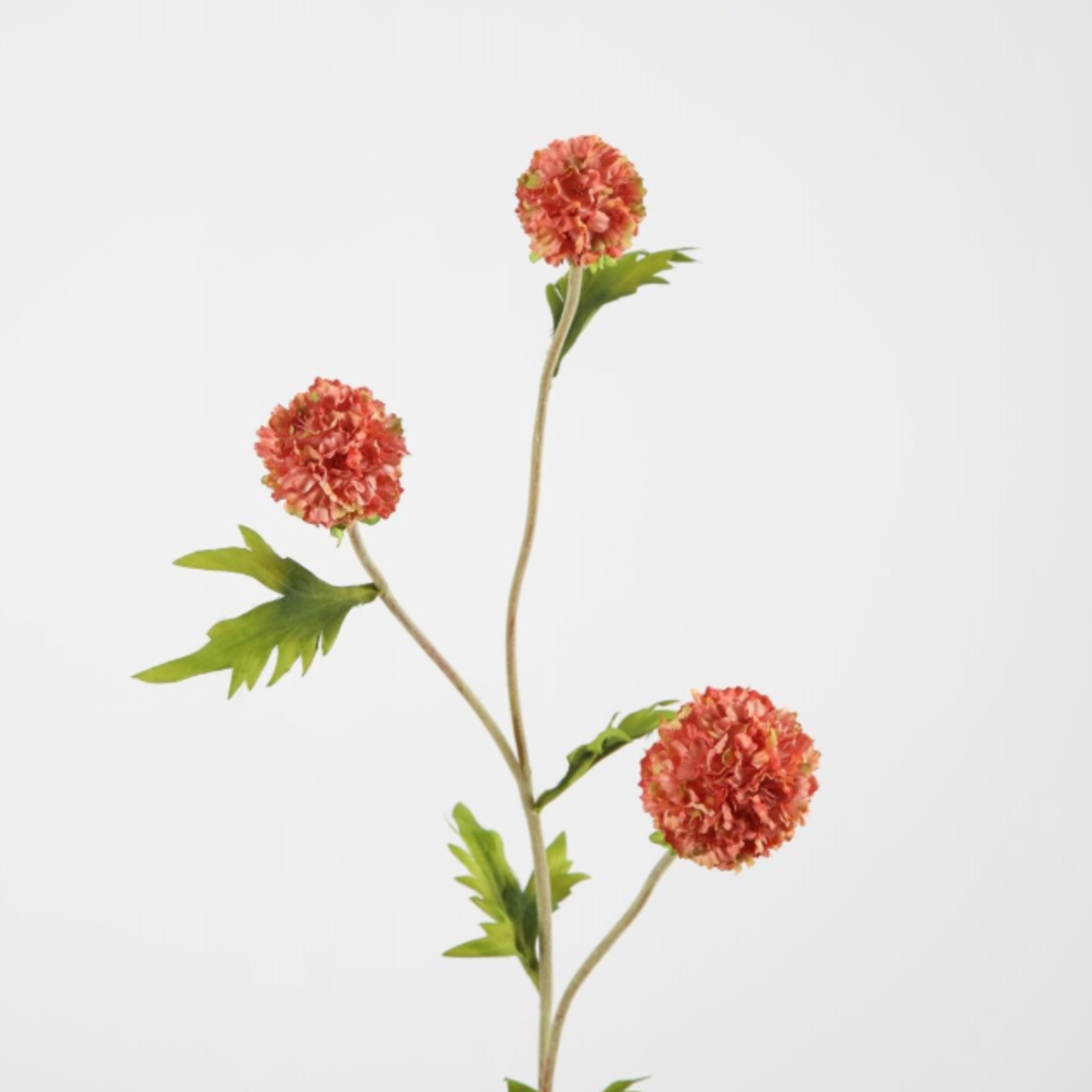 -- C&G - Allium pompon 71cm