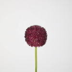 -- C&G - Allium stem 64cm paars