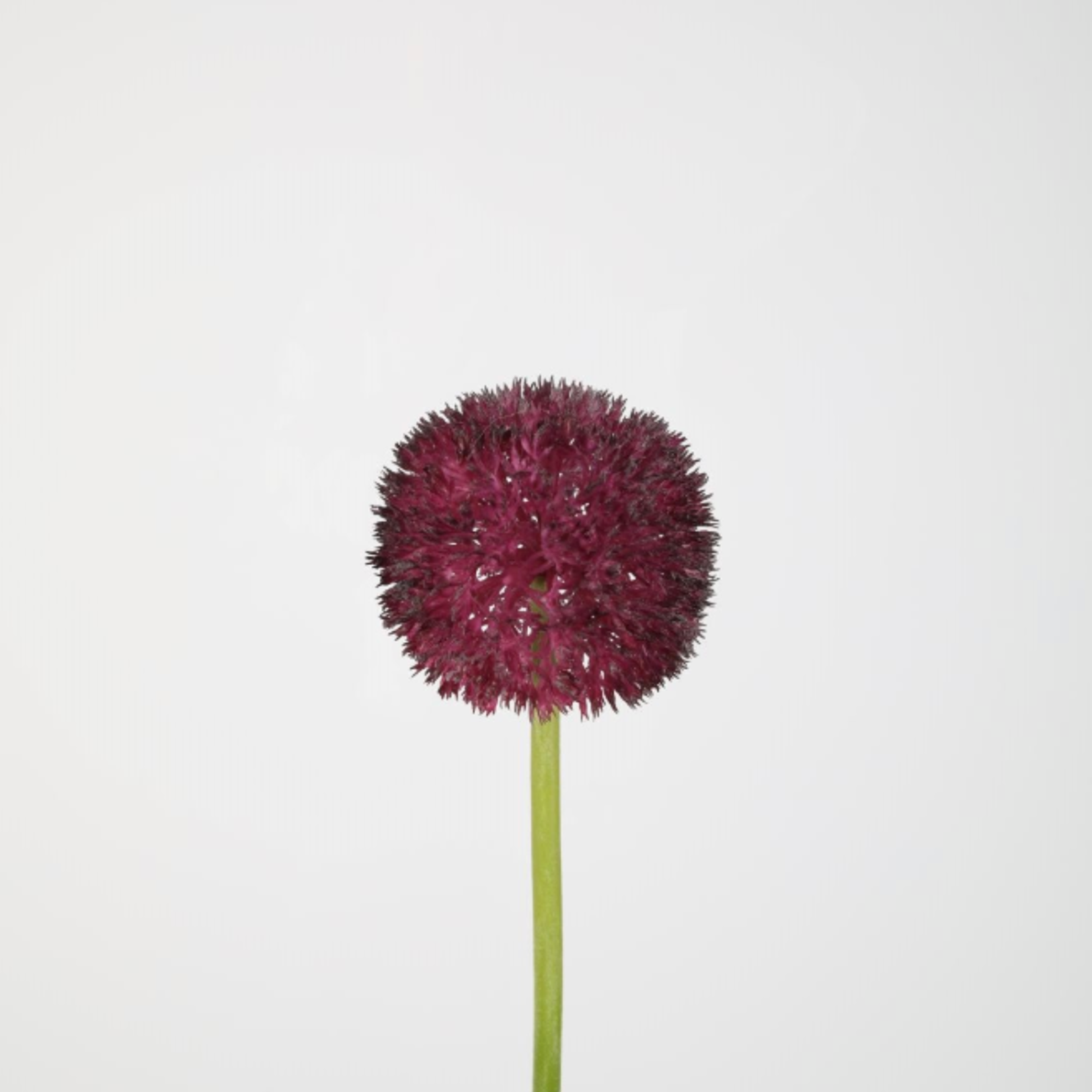 -- C&G - Allium stem 64cm paars
