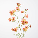 -- C&G - Helenium spray 85cm roze/geel