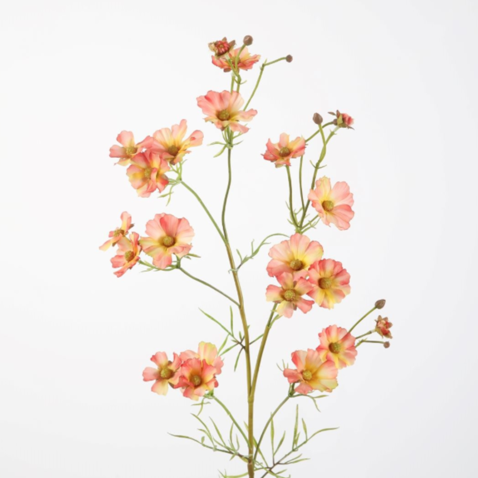 -- C&G - Helenium spray 85cm roze/geel