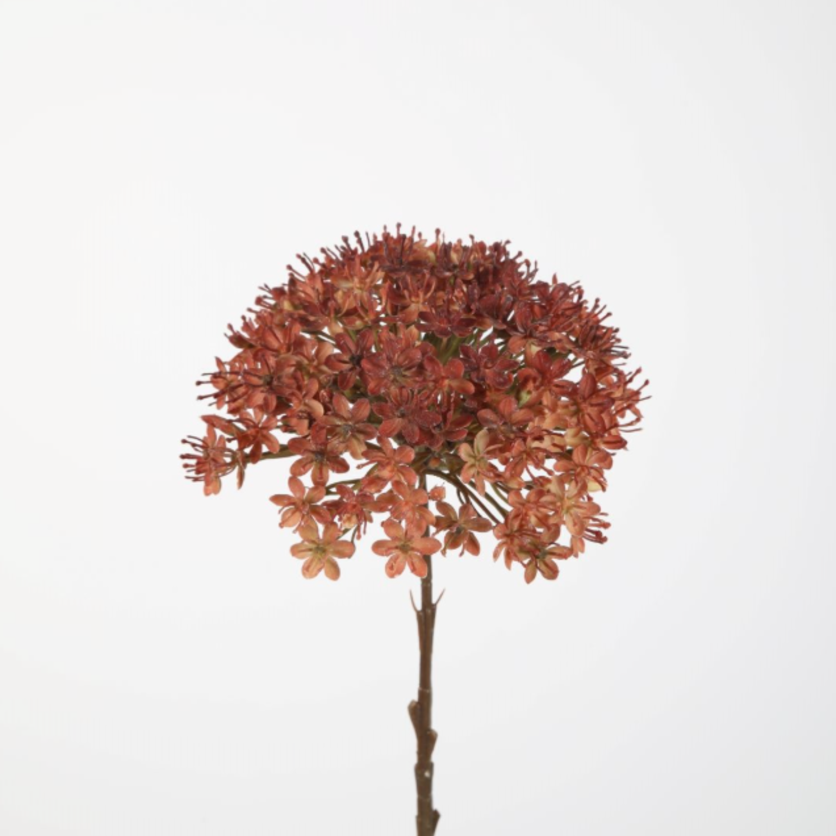 -- C&G -  Allium stem roodbruin 46cm