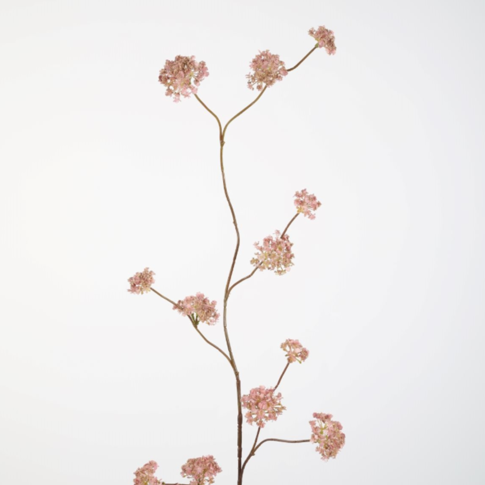 -- C&G - Verbena spray 100 cm rose