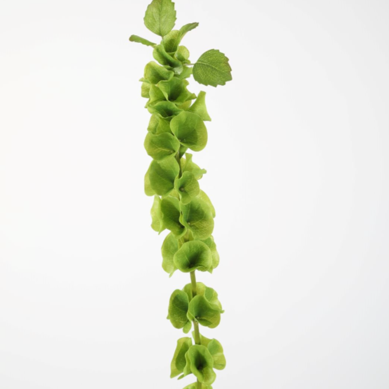 -- C&G - Molucella 99cm groen