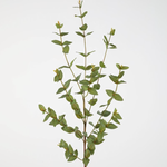 -- C&G - Eucalyptus parvifolia 97cm groen