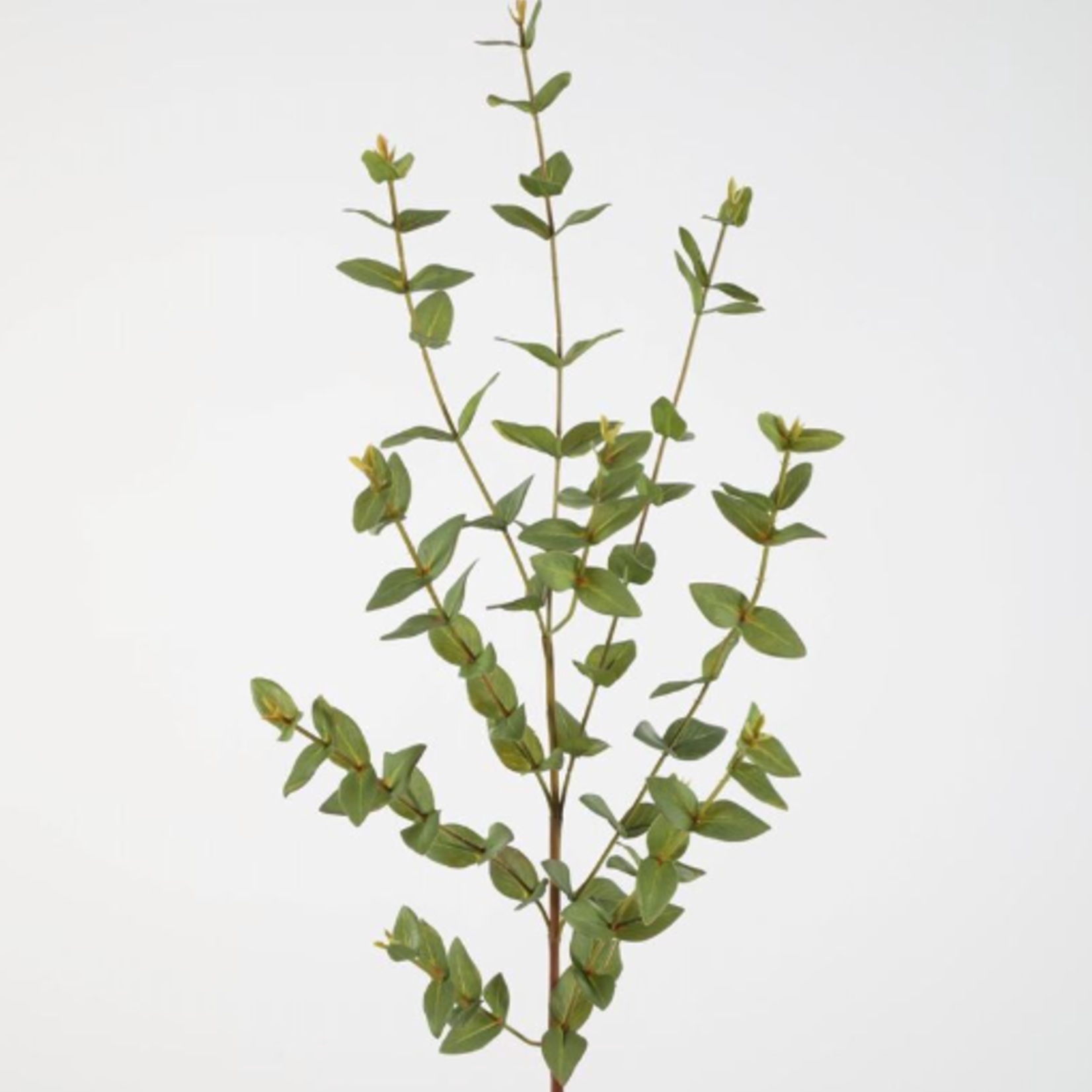 -- C&G - Eucalyptus parvifolia 97cm groen