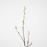 -- C&G - Pussy Willow/ katjes branch 107cm