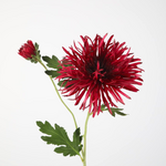 -- C&G - Mum spray 73cm