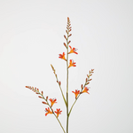 -- C&G - Crocosmia 91cm oranje