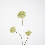 -- C&G - Snowball Spray 92cm