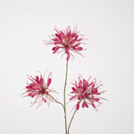 -- C&G - Spiderflower Spray 94cm fuchsia