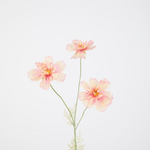 -- C&G - Cosmos Spray 72cm