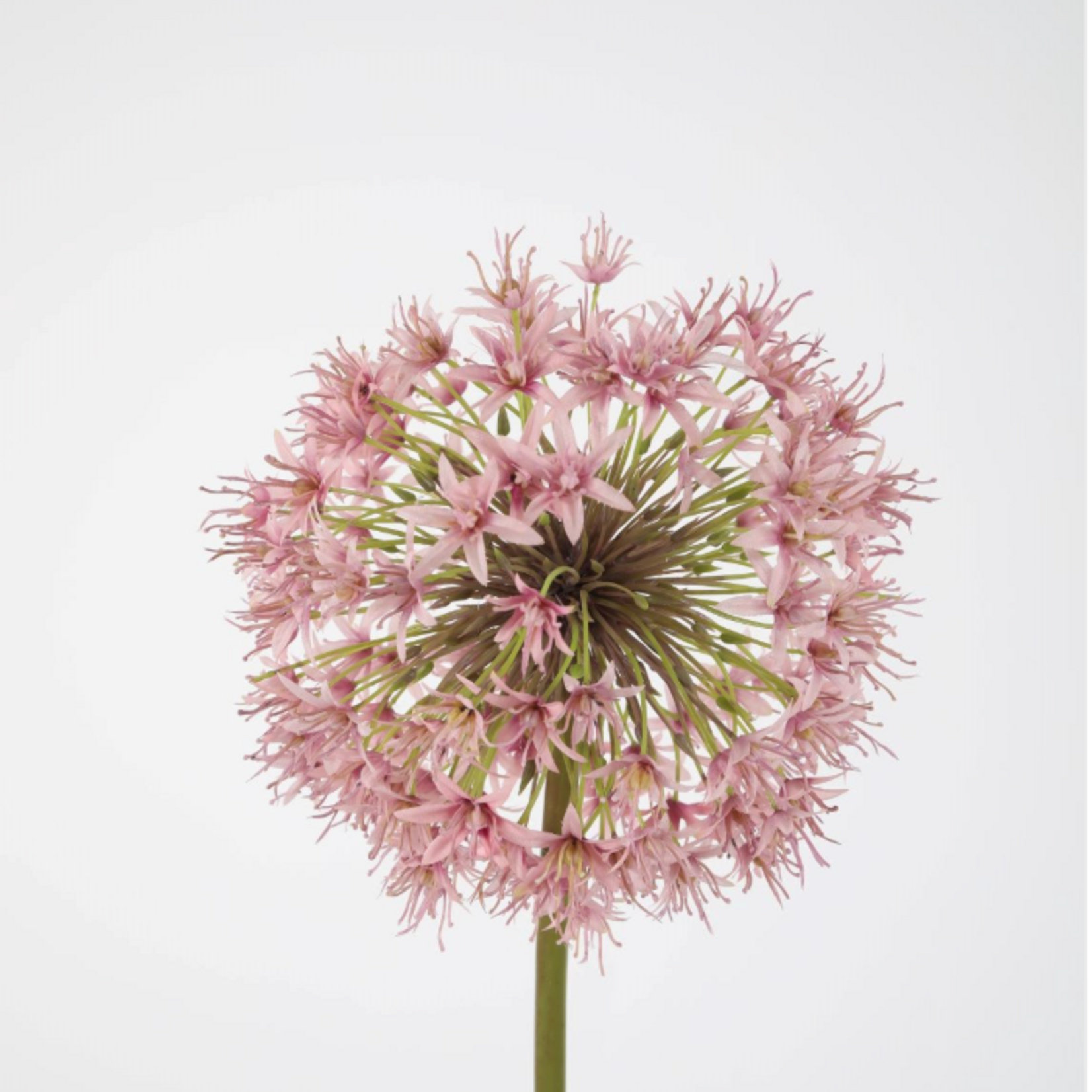 -- C&G - Allium 100cm roze