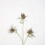 -- C&G - Teasel spray 72cm