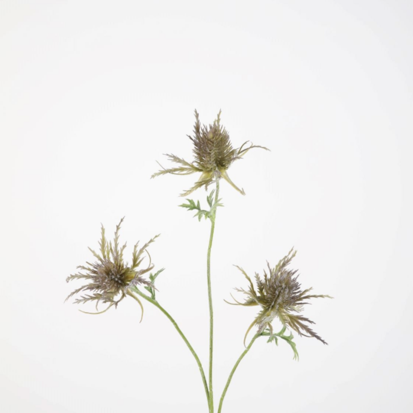 -- C&G - Teasel spray 72cm