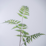 -- C&G - Leather Fern / Varen  w/5 lvs 106cm
