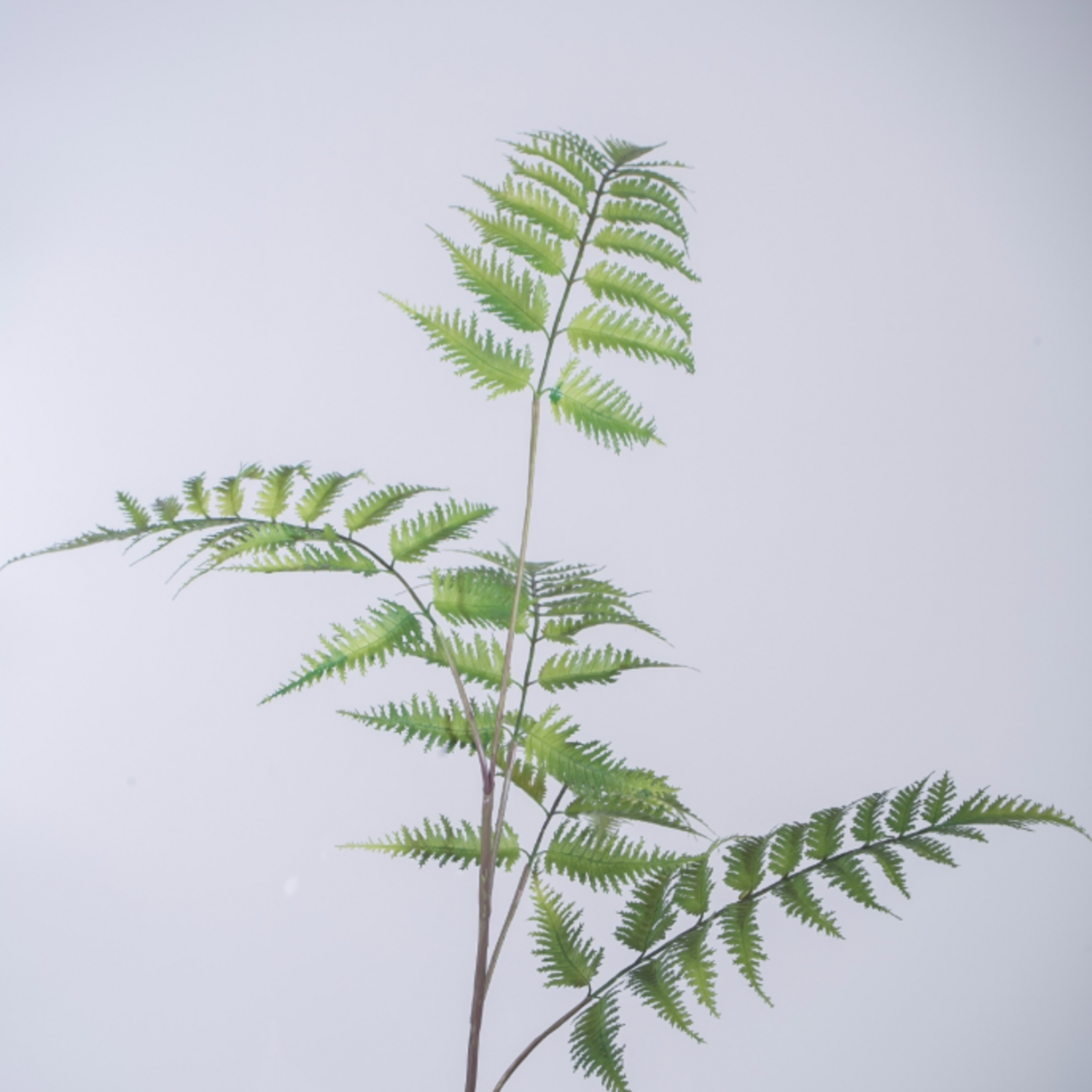 -- C&G - Leather Fern / Varen  w/5 lvs 106cm