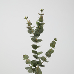 -- C&G - Eucalyptus spray 81cm groen