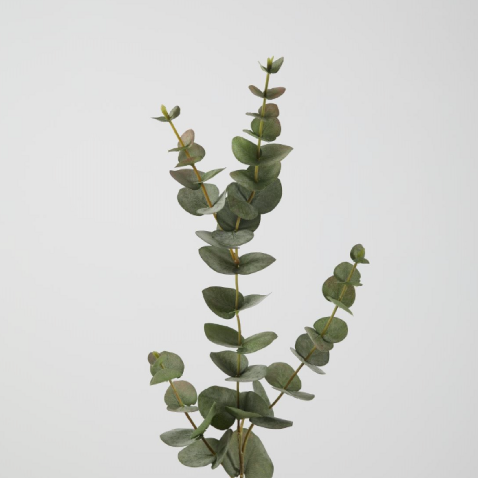 -- C&G - Eucalyptus spray 81cm groen
