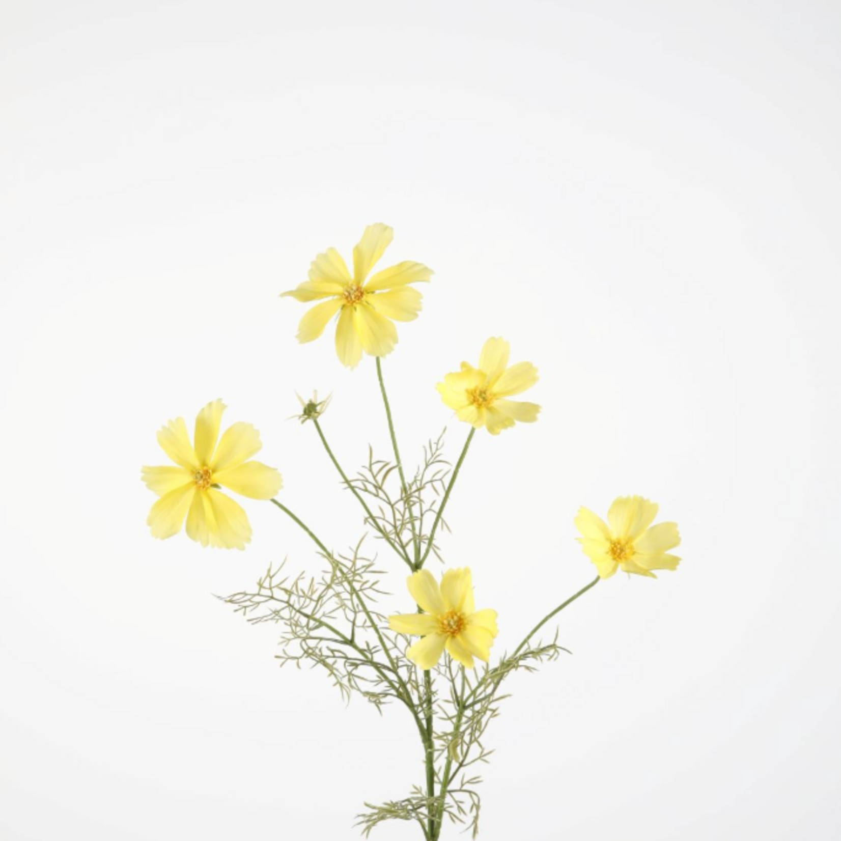 -- C&G - Cosmos spray 89cm geel /tijgerbloem