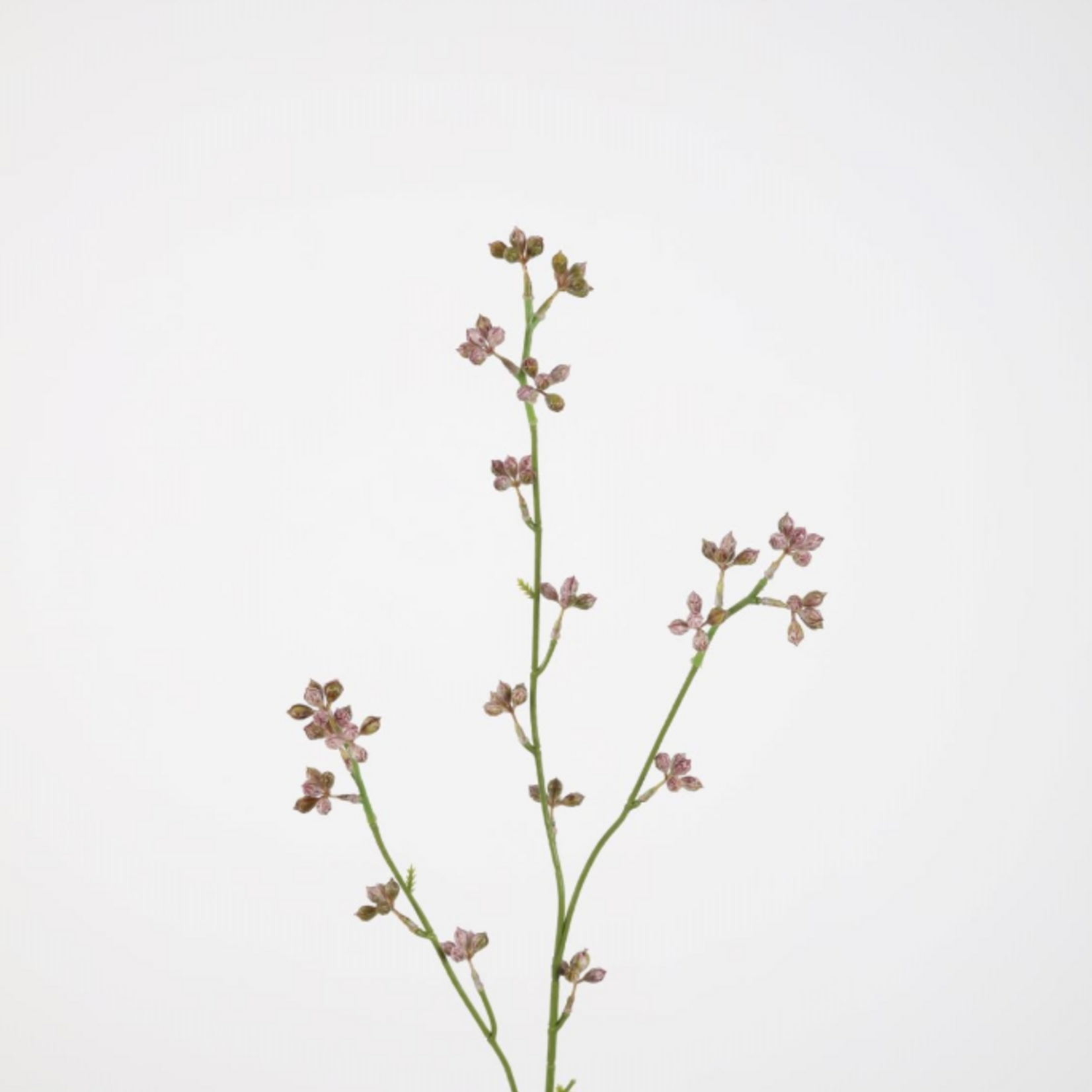 -- eucaliptus berries