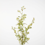 -- C&G - Baby's Tear Fern Spray 89cm
