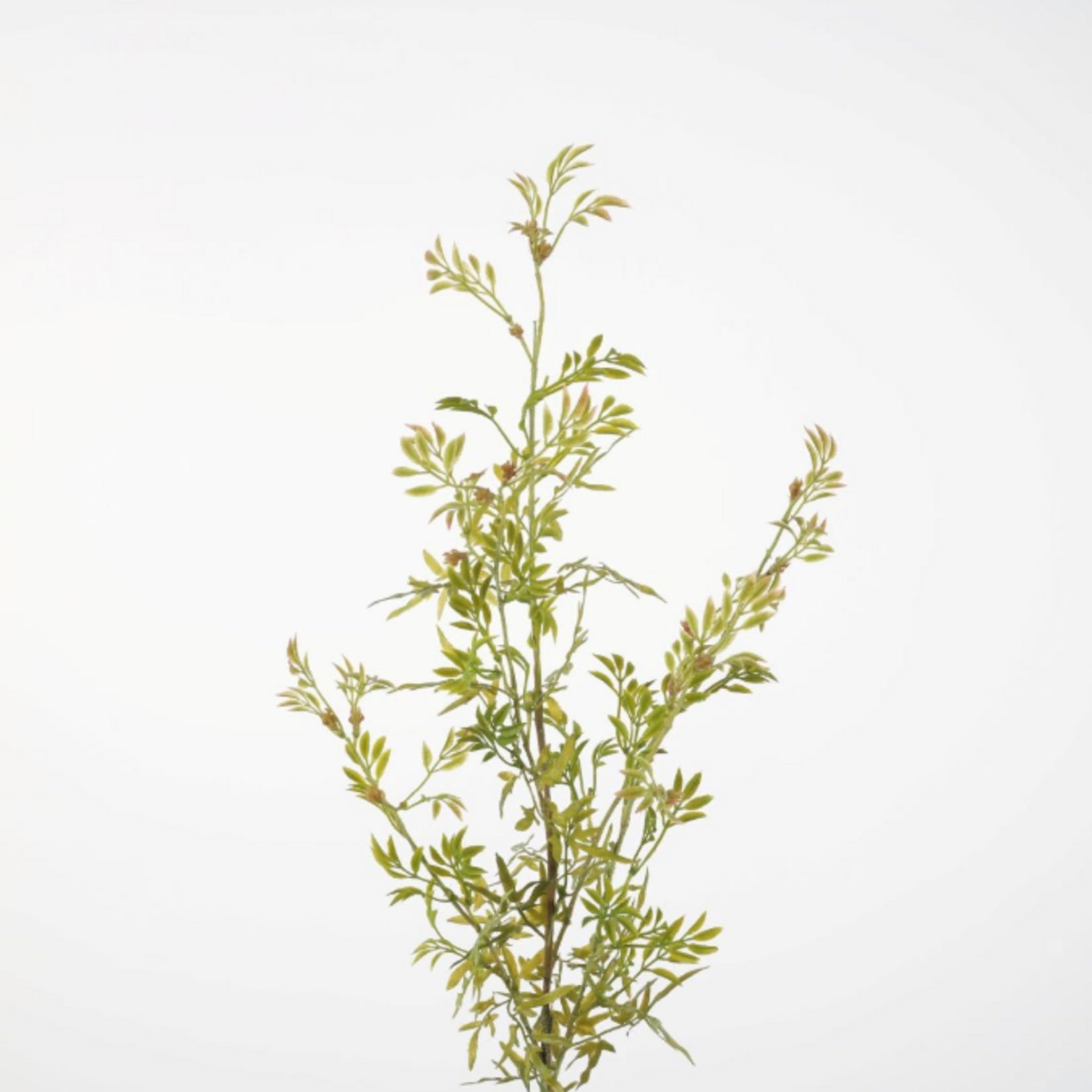 -- C&G - Baby's Tear Fern Spray 89cm
