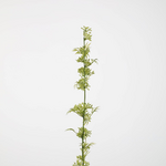 -- C&G - Wild flower stem 91cm