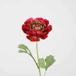 -- C&G - Hybrid ranunculus 56 cm dia 13cm /ranonkel