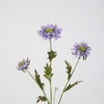 -- C&G - Scabiosa spray 66cm  lila /duifkruid