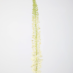 -- C&G - Eremurus Stem 130cm