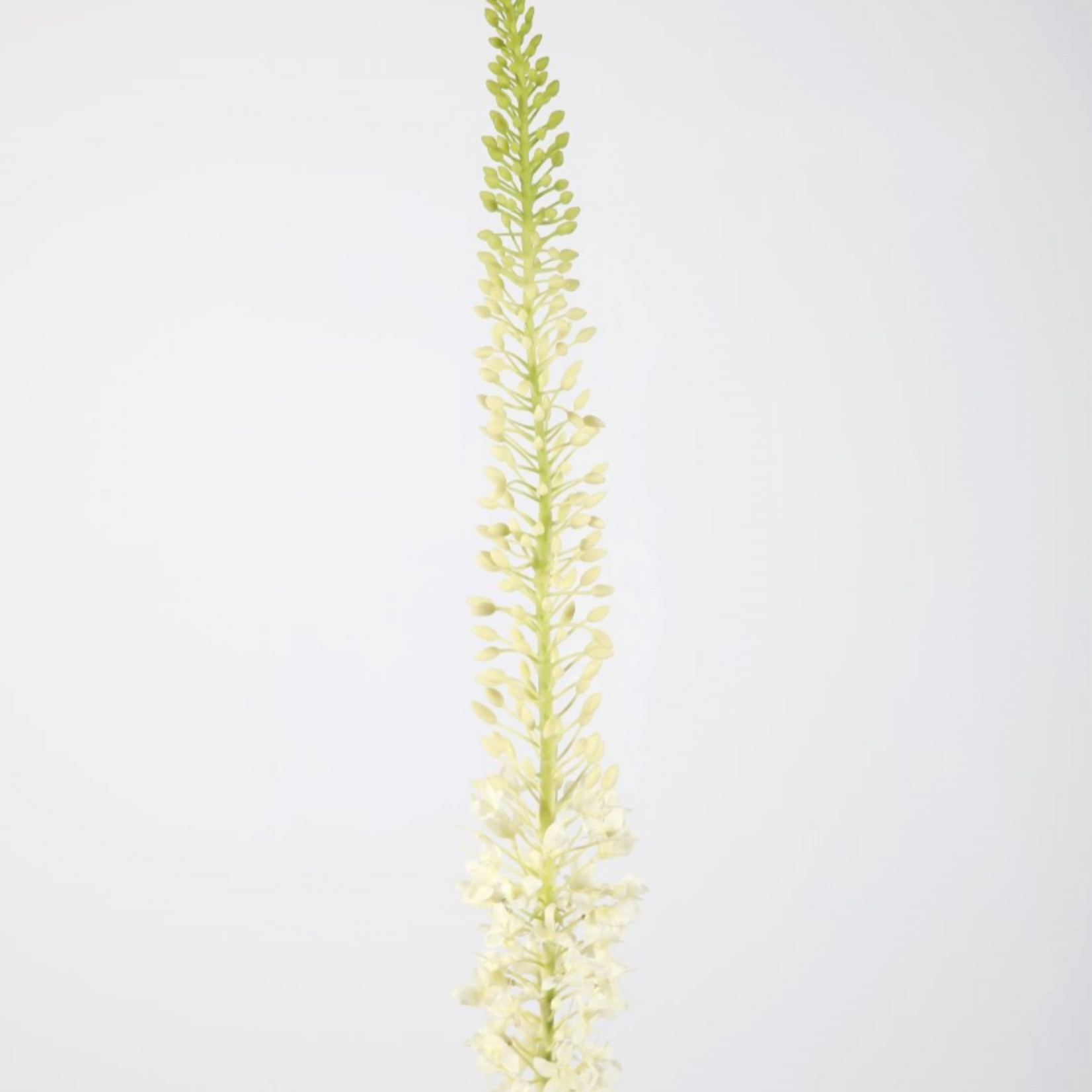 -- C&G - Eremurus Stem 130cm