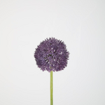 -- C&G - Allium stem 64cm Lavender