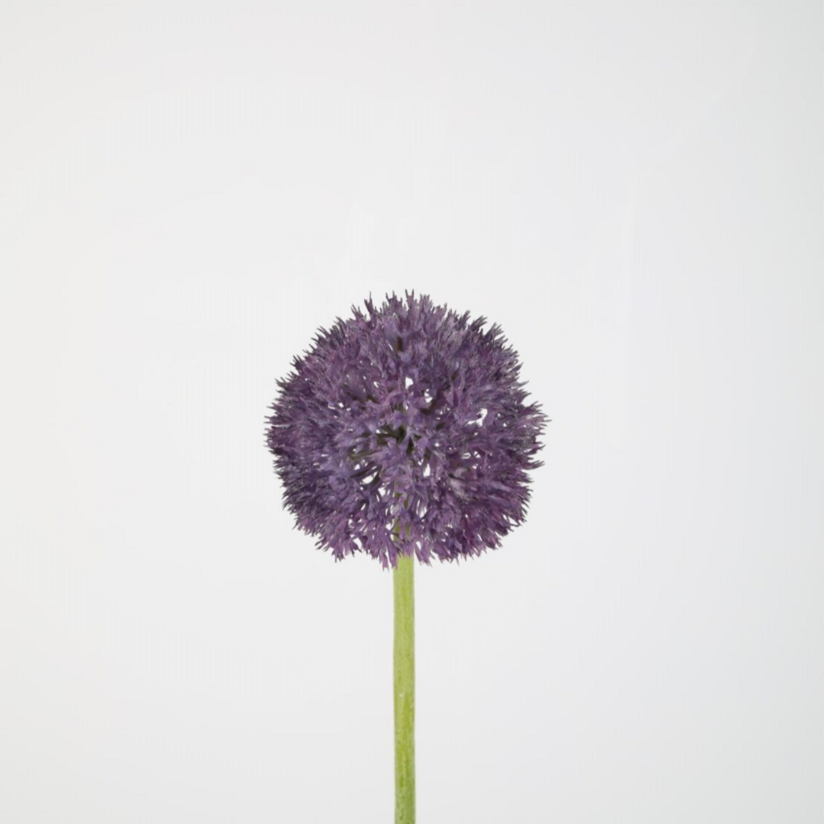 -- C&G - Allium stem 64cm Lavender