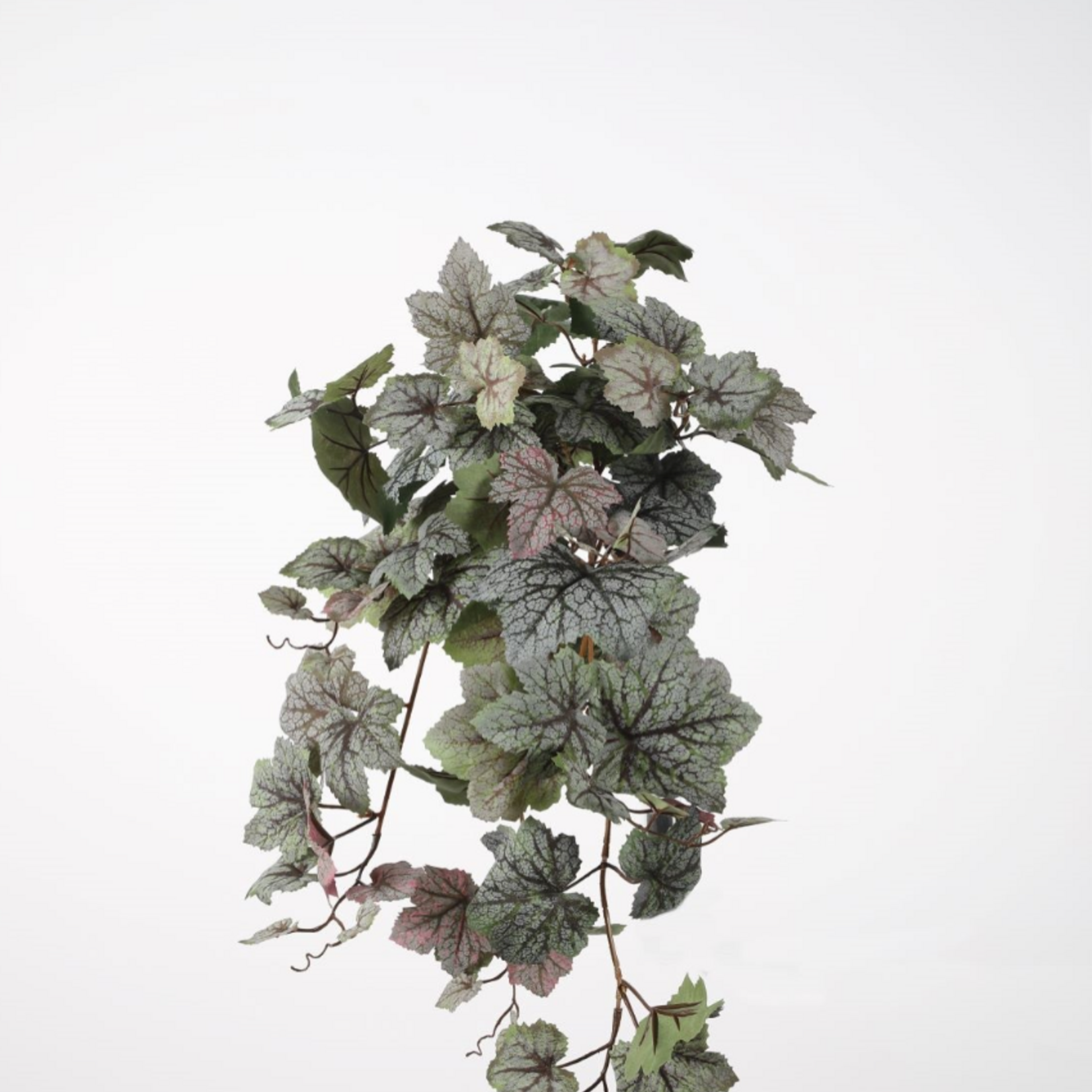 -- C&G - Saxifraga Hanging 60cm