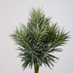 -- C&G - Succulent Spiky 32 cm