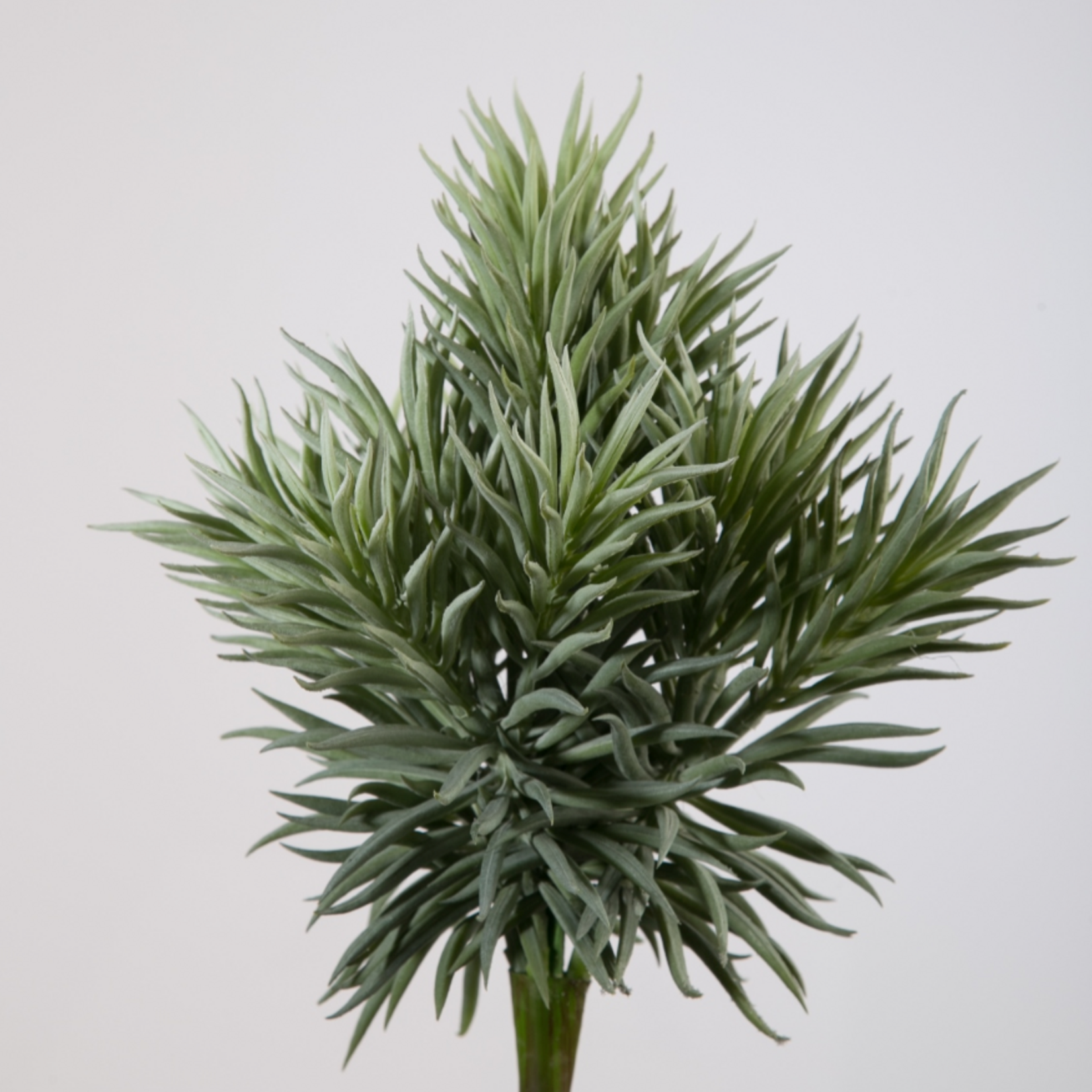 -- C&G - Succulent Spiky 32 cm