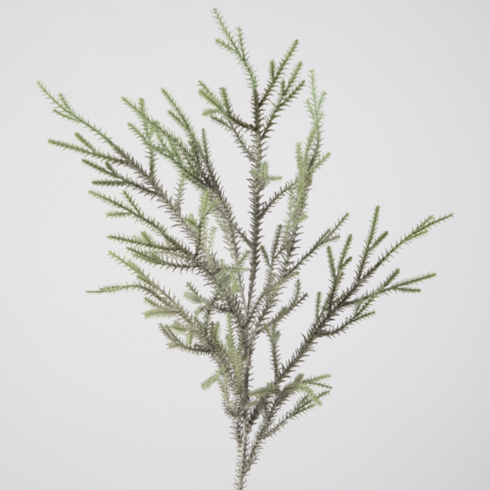-- C&G - CedarJapanese Stem 97cm