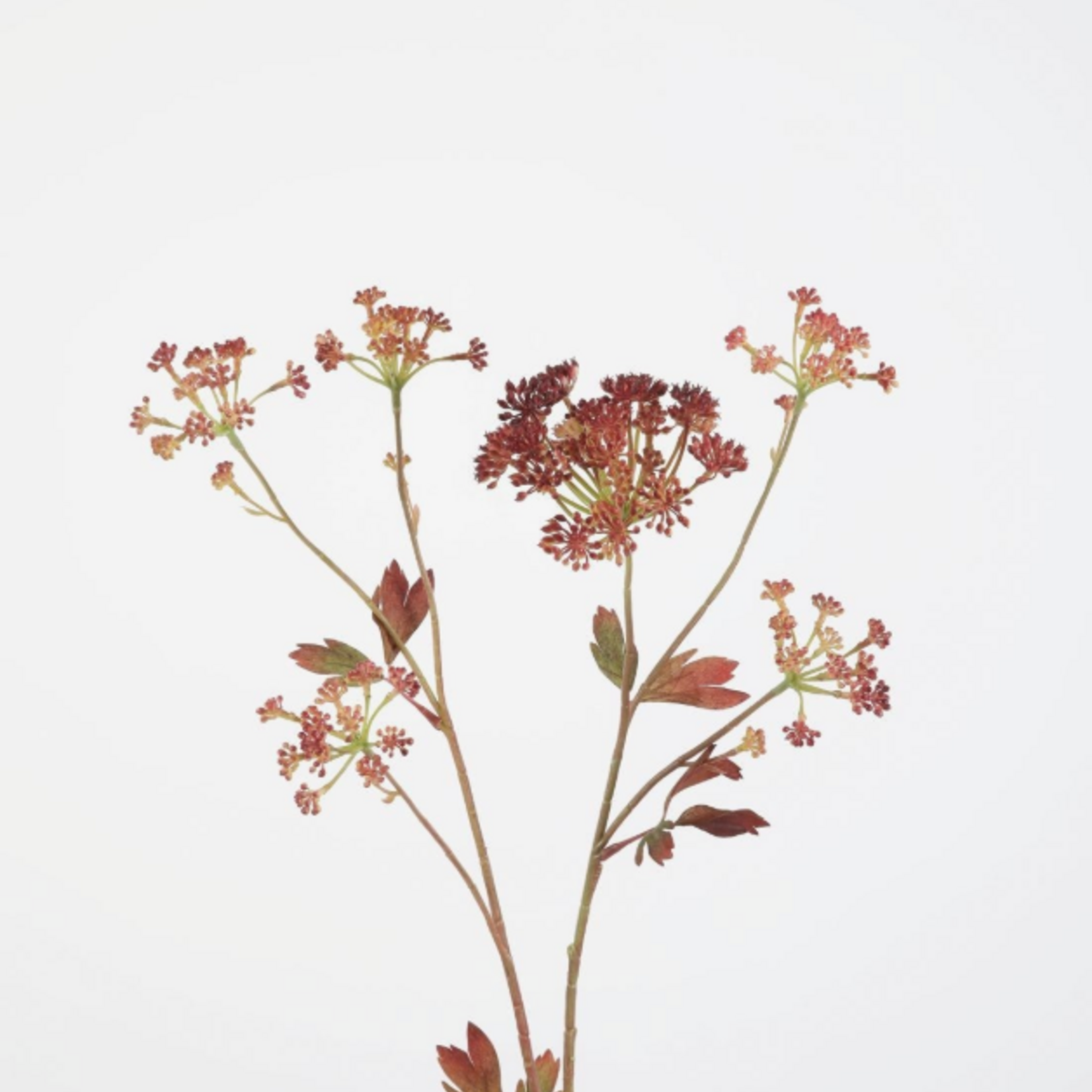 -- C&G - Angelica Stem 90cm burgundy