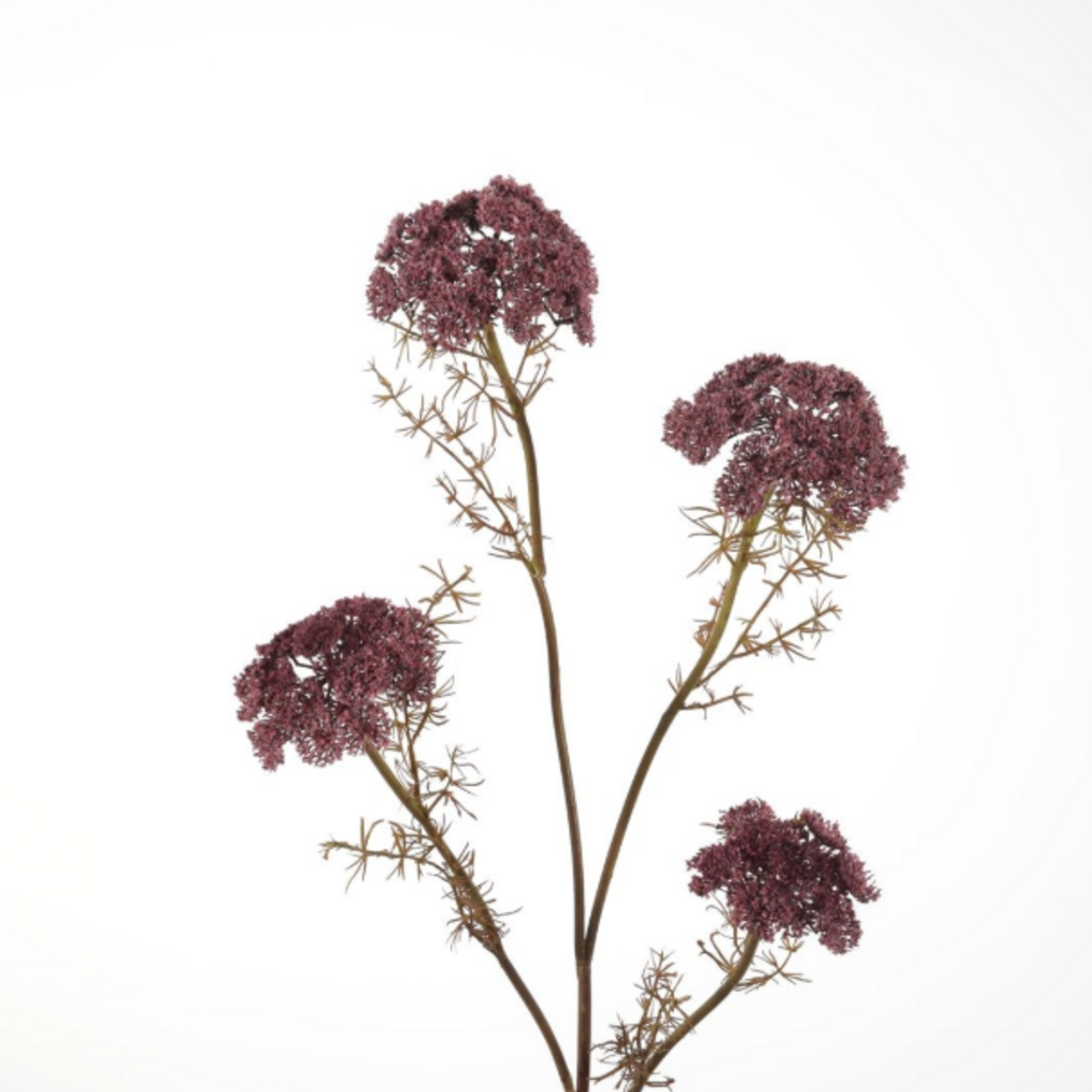 -- C& G - Queen Anne's Lace 87cm bordeaux