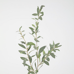 -- C&G - Olive lvs Spray 112cm