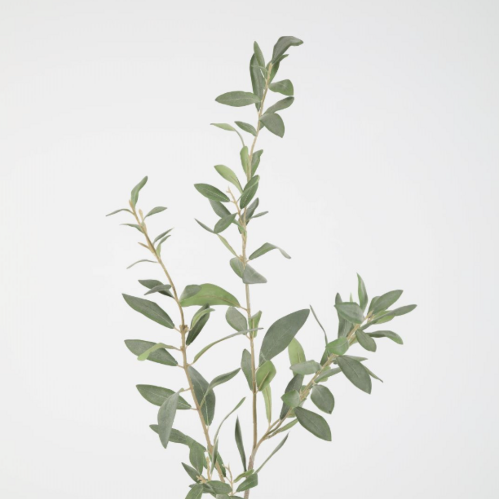 -- C&G - Olive lvs Spray 112cm