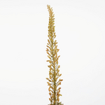 -- C&G - Eremurus Stem 112cm groen