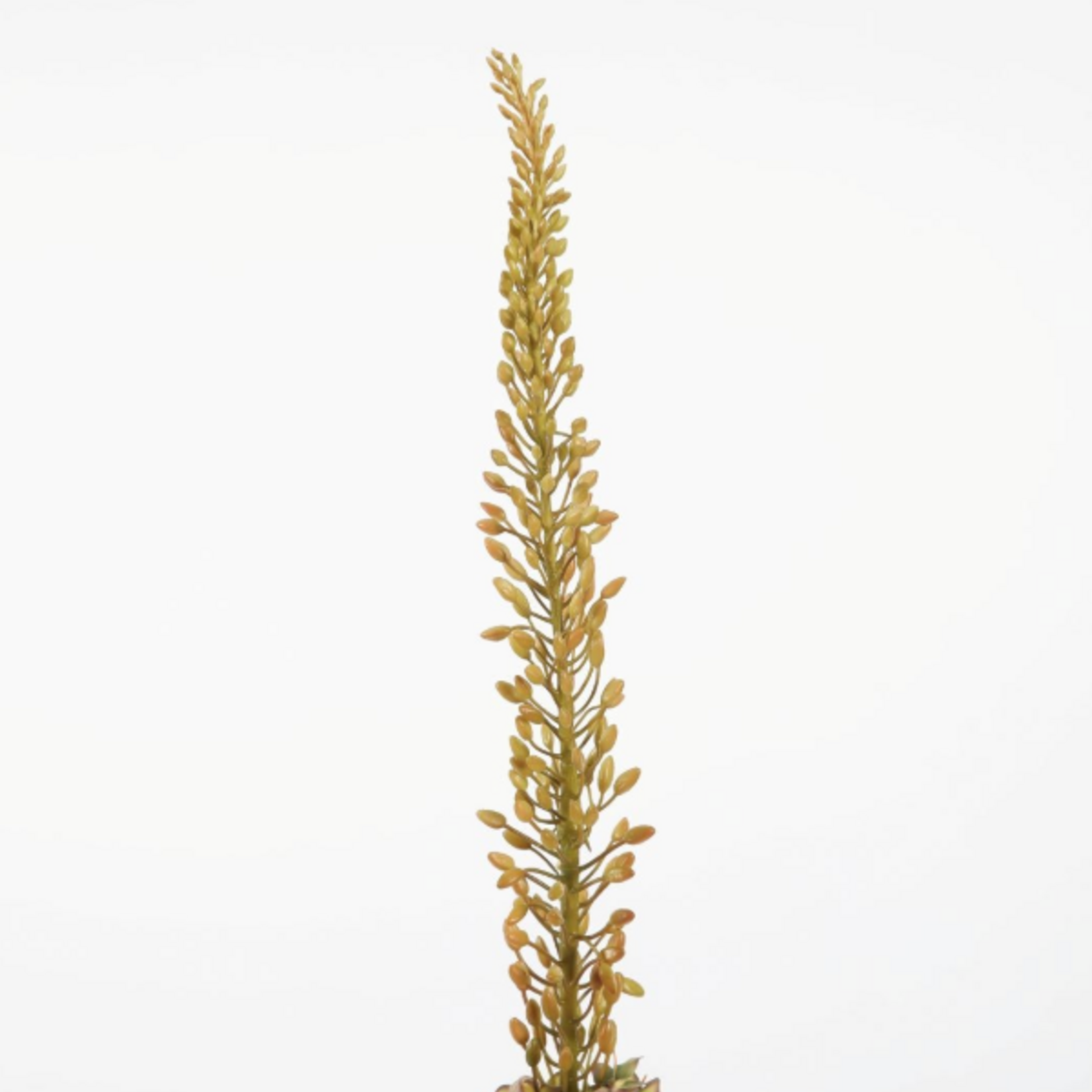 -- C&G - Eremurus Stem 112cm groen