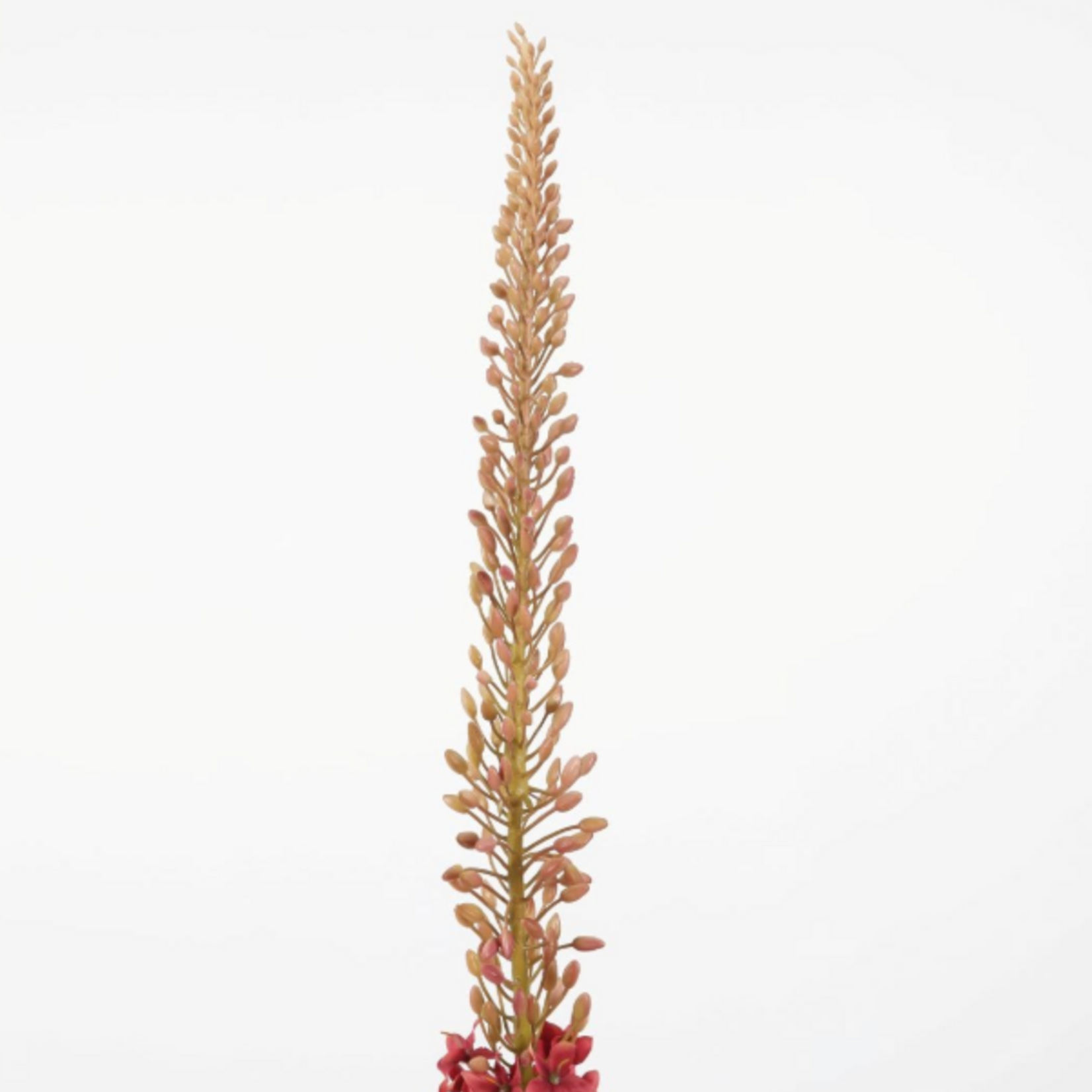 -- C&G - Eremurus Stem 112cm roze/fuchsia