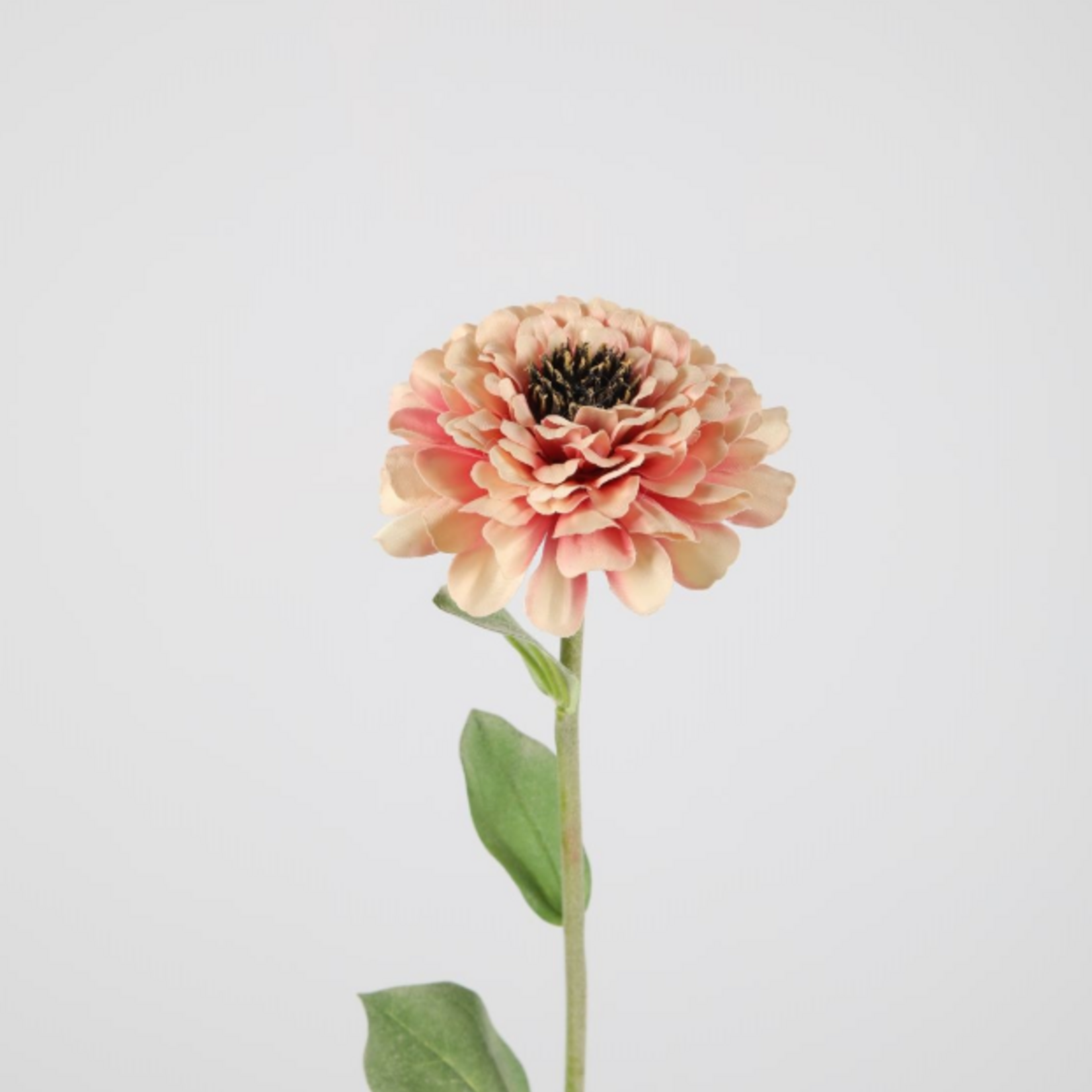 -- C&G - Zinnia stem roze